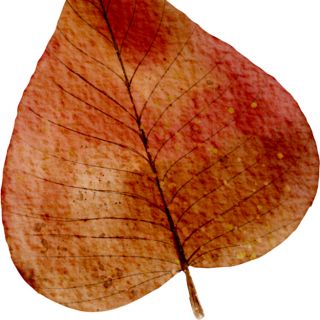 Estratto di Ippocastano